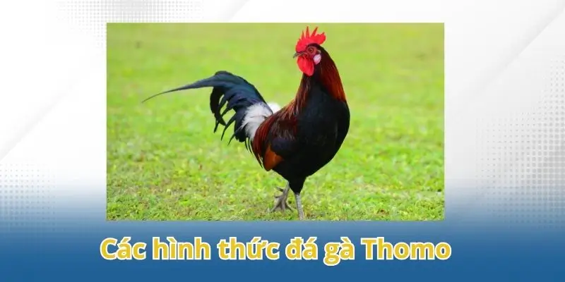 Điểm danh các loại hình đá gà thomo hấp dẫn nhất