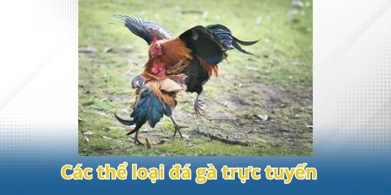Khám phá các loại hình đá gà trực tuyến