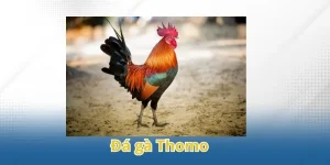 đá gà thomo