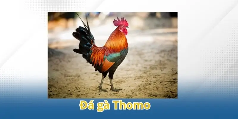 đá gà thomo