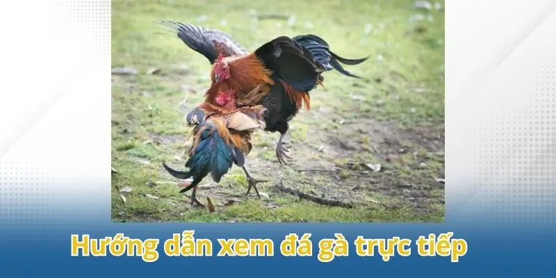 Hướng dẫn xem đá gà trực tiếp hiệu quả và an toàn