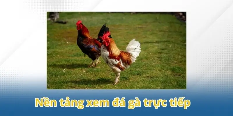 Những kênh xem đá gà trực tiếp chất lượng nhất