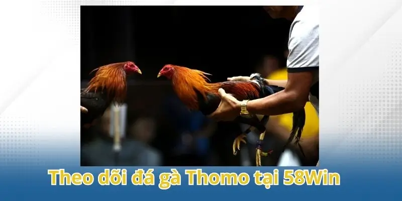 Những ưu điểm khi xem đá gà Thomo tại nền tảng 58Win