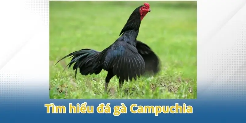 Khám phá về đá gà Campuchia hấp dẫn tại 58Win