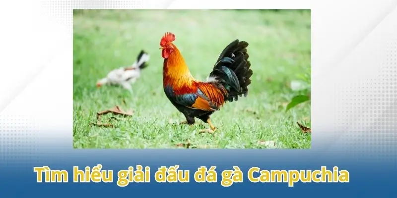 Tìm hiểu giải đấu đá gà Campuchia hấp dẫn được hàng triệu người theo dõi