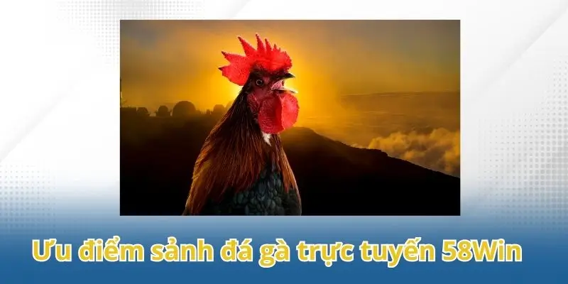 Những ưu điểm nổi bật của đá gà trực tuyến tại 58Win