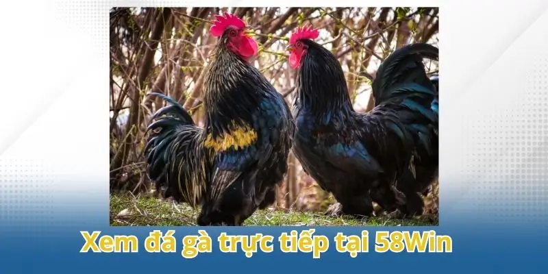 Trải nghiệm xem đá gà trực tiếp tuyệt vời tại 58Win