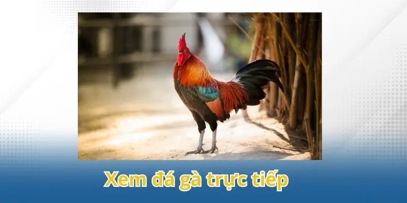 xem đá gà trực tiếp